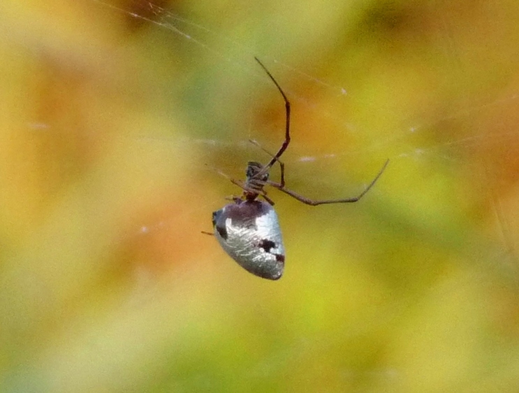 Gli astuti Argyrodes